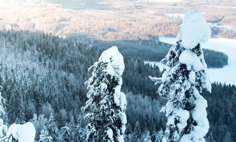 Image for Itä-Suomessa tehdään monipuolisia töitä kansallismaisemissa